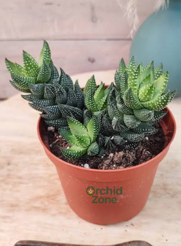 Haworthia Coarctata Indoor Plant