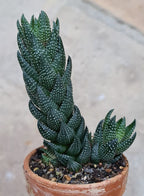Haworthia Coarctata Indoor Plant