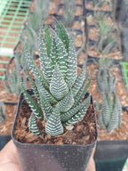 Haworthia Coarctata Indoor Plant