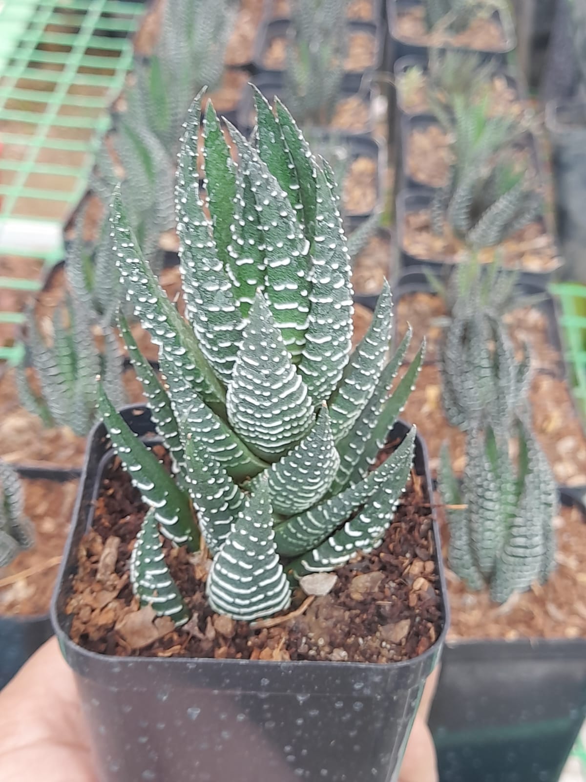 Haworthia Coarctata Indoor Plant