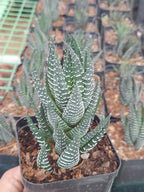Haworthia Coarctata Indoor Plant