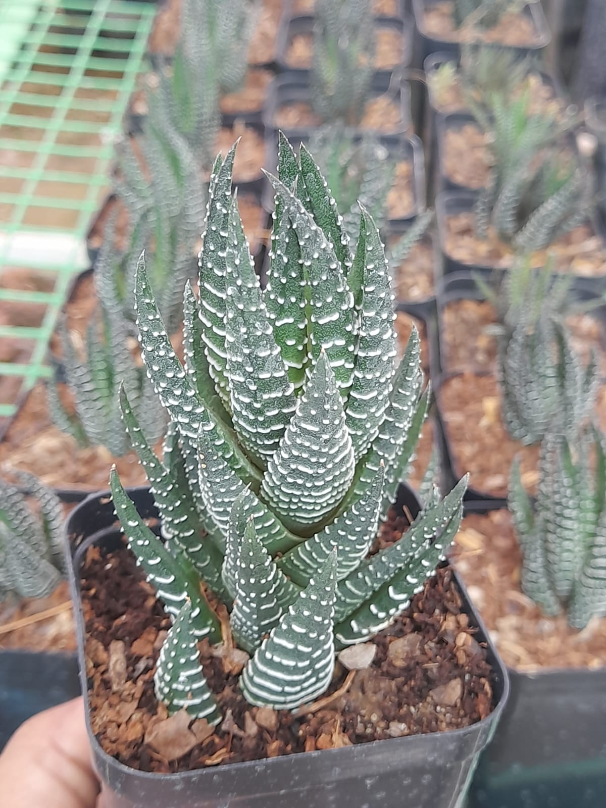 Haworthia Coarctata Indoor Plant