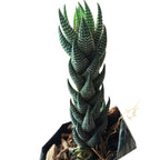 Haworthia Coarctata Indoor Plant