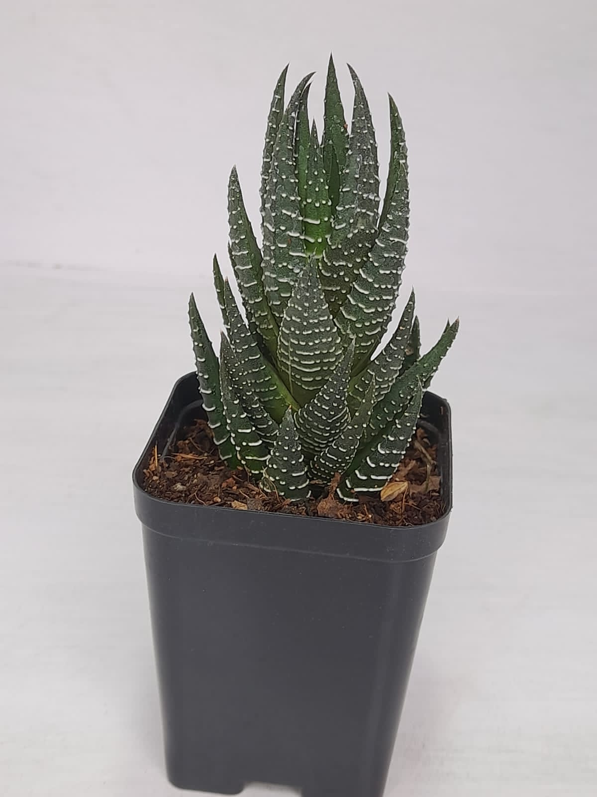 Haworthia Coarctata Indoor Plant