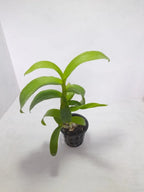 Dendrobiom Burana  Jade  Hybrid Orchid Plant