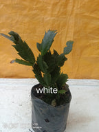 Christmas Cactus White Plant