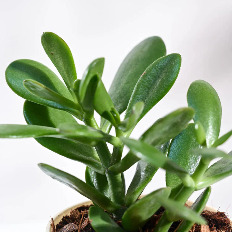 Crasula Ovata Jade Plant