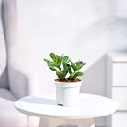 Crasula Ovata Jade Plant