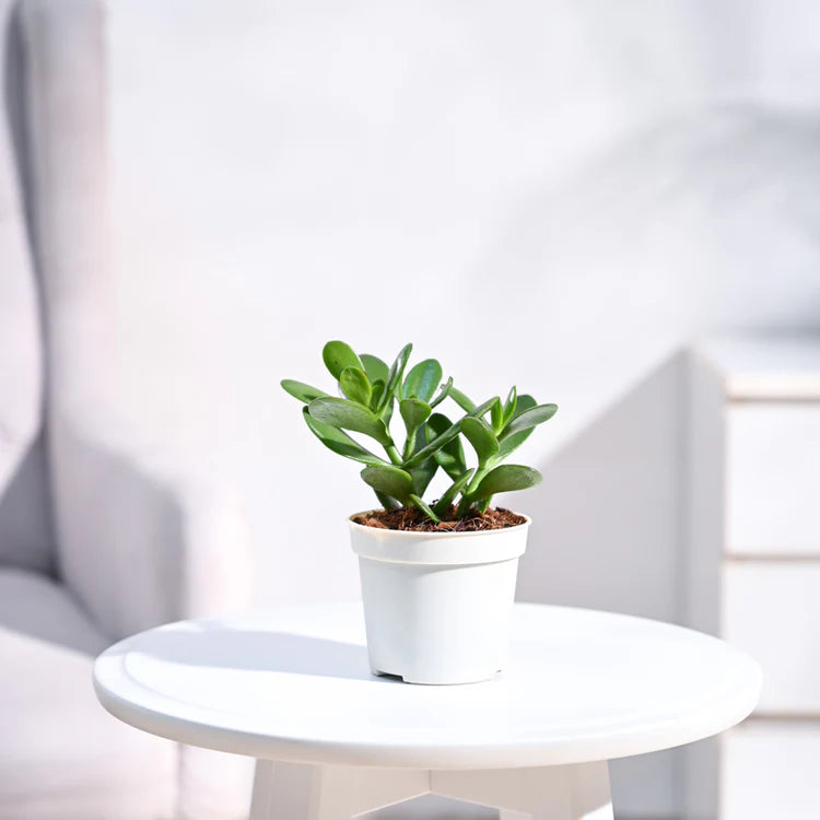 Crasula Ovata Jade Plant