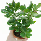 Crasula Ovata Jade Plant