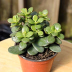 Crasula Ovata Jade Plant