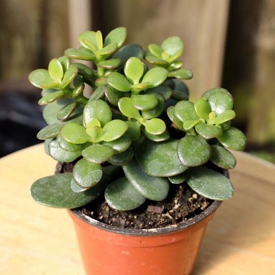 Crasula Ovata Jade Plant