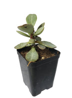 Combo Of 5 Succulent Plants