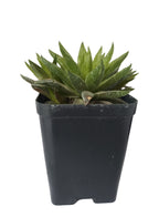 Combo Of 5 Succulent Plants