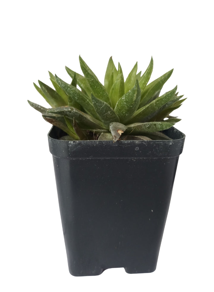 Combo Of 5 Succulent Plants