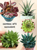 Combo Of 5 Succulent Plants