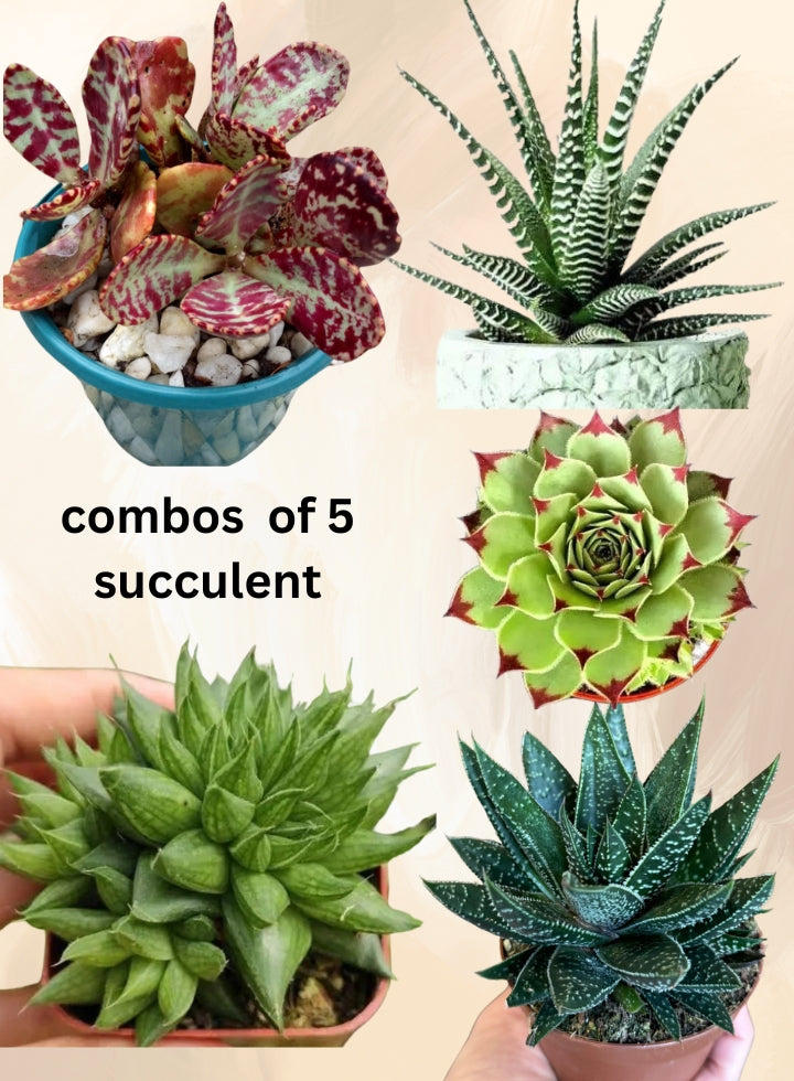 Combo Of 5 Succulent Plants