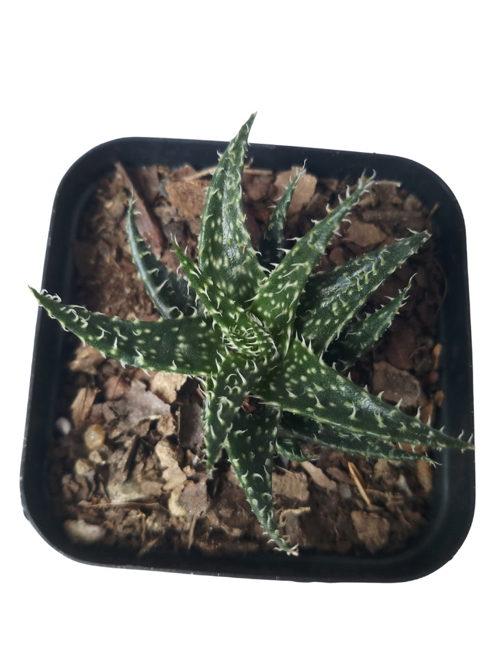 Combo Of 5 Succulent Plants