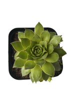 Combo Of 5 Succulent Plants