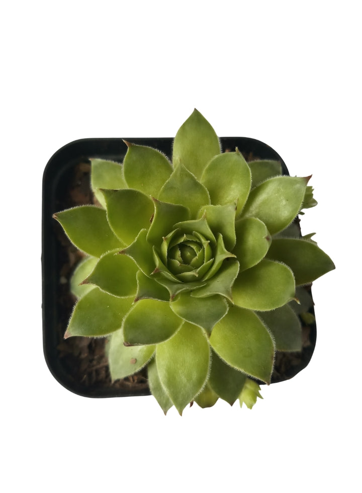 Combo Of 5 Succulent Plants