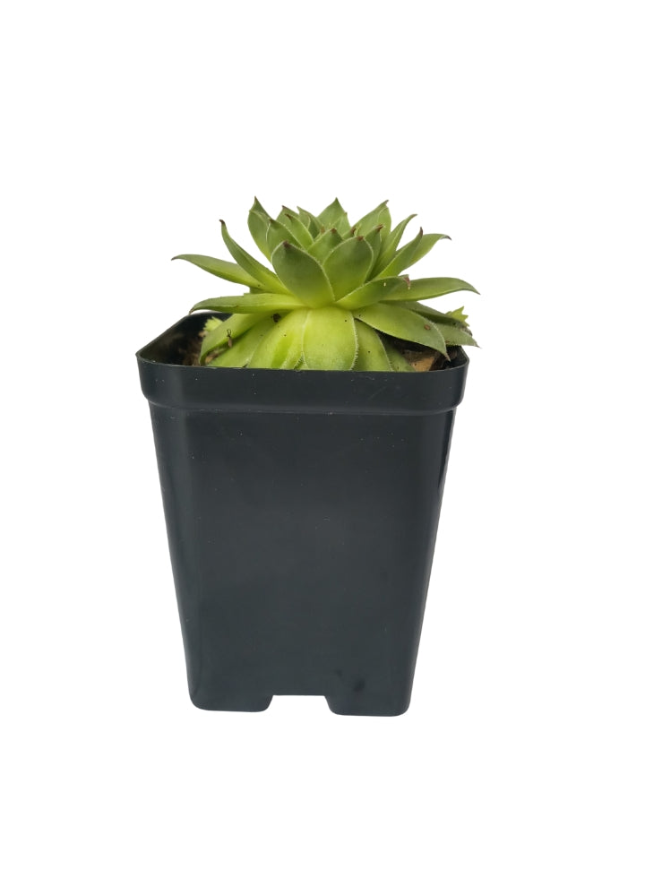 Combo Of 5 Succulent Plants