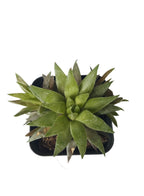 Combo Of 5 Succulent Plants
