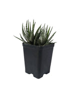 Combo Of 5 Succulent Plants