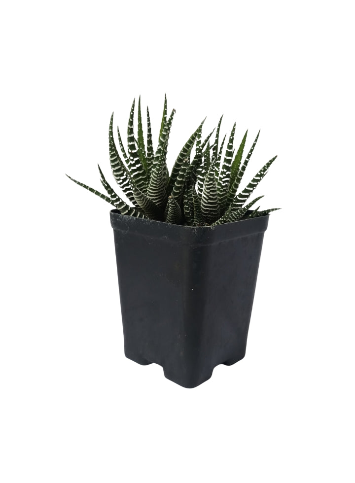 Combo Of 5 Succulent Plants