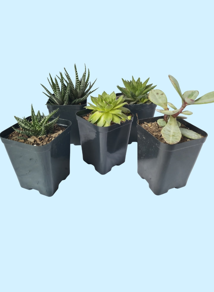 Combo Of 5 Succulent Plants
