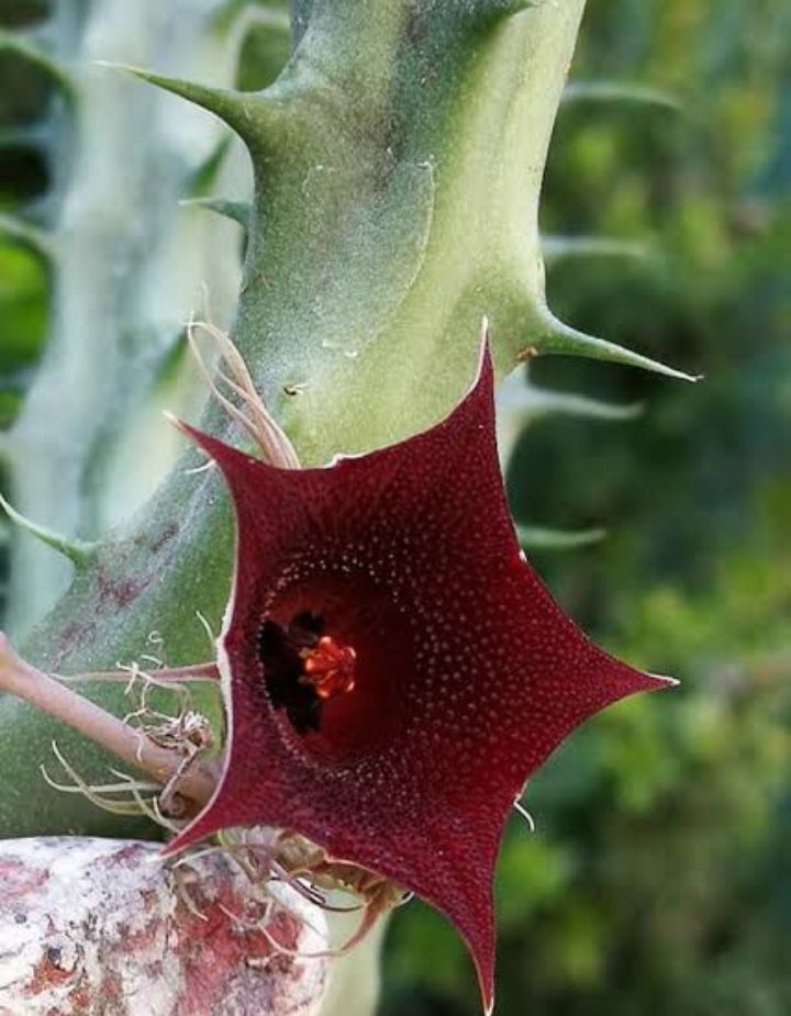 Huernia Macrocarpa Red Cactus Plant