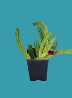Huernia Macrocarpa Red Cactus Plant