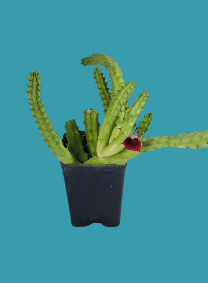 Huernia Macrocarpa Red Cactus Plant