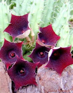 Huernia Macrocarpa Red Cactus Plant