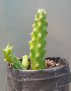 Huernia Macrocarpa Red Cactus Plant