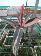 Calathea Triostar Indoor Plant