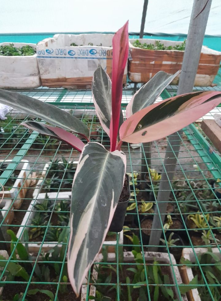 Calathea Triostar Indoor Plant
