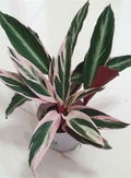 Calathea Triostar Indoor Plant