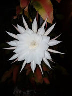 Epiphyllum Night Queen /White Brahma Kamal Plant