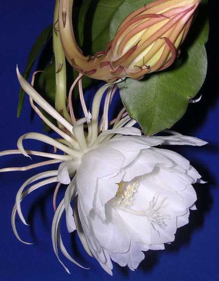 Epiphyllum Night Queen /White Brahma Kamal Plant