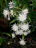 Epiphyllum Night Queen /White Brahma Kamal Plant