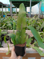 Epiphyllum Night Queen /White Brahma Kamal Plant