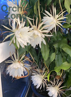 Epiphyllum Night Queen /White Brahma Kamal Plant