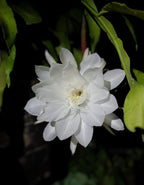 Epiphyllum Night Queen /White Brahma Kamal Plant