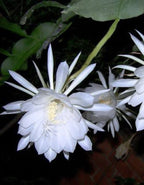 Epiphyllum Night Queen /White Brahma Kamal Plant