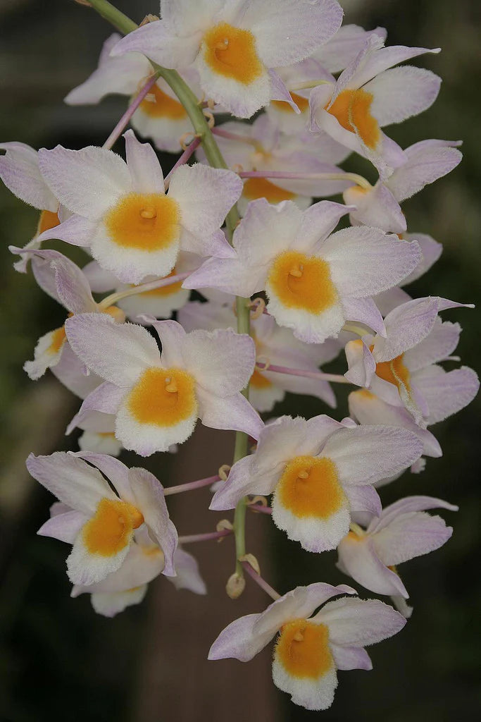 Dendrobium Farmeri Orchid Plant