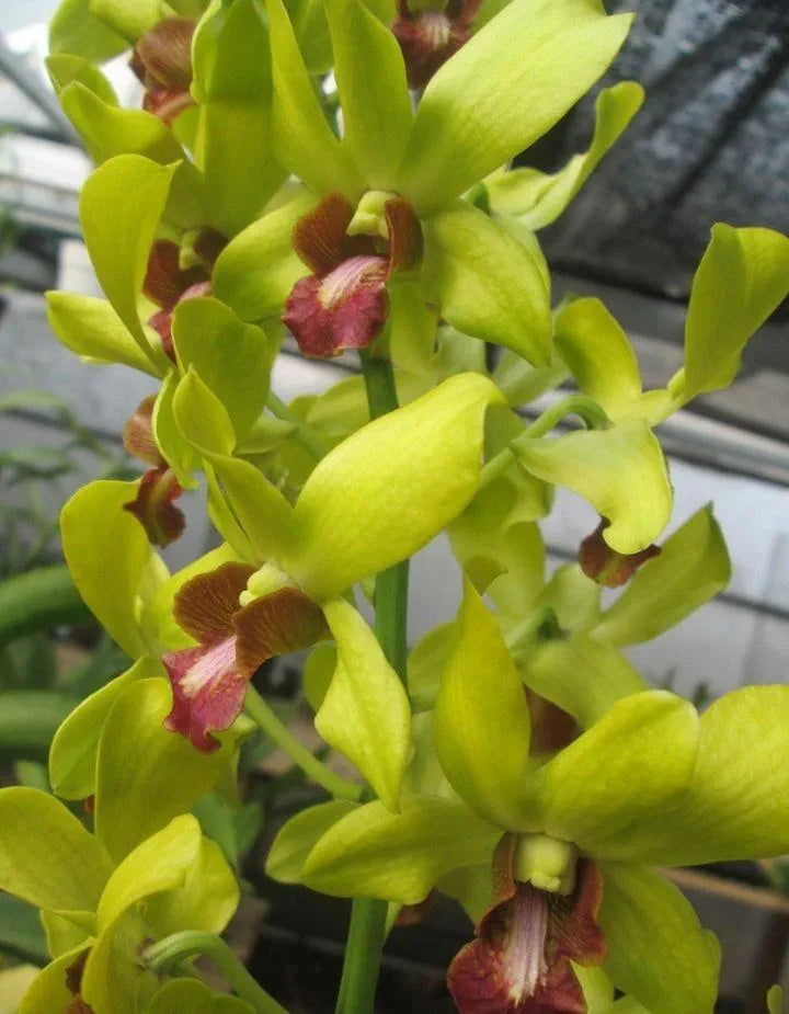 Dendrobiom Burana  Jade  Hybrid Orchid Plant