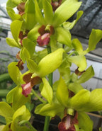 Dendrobiom Burana  Jade  Hybrid Orchid Plant
