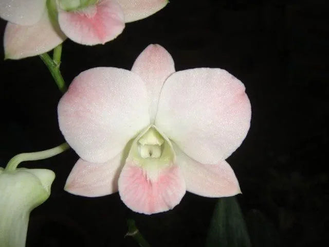 Dendorobium Visa Peach  Hybrid Orchid Plant
