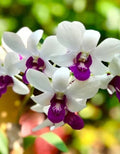 Dendrobiom Woo Leng  Hybrid Orchid Plant