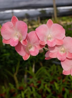 Dendorobium Visa Peach  Hybrid Orchid Plant